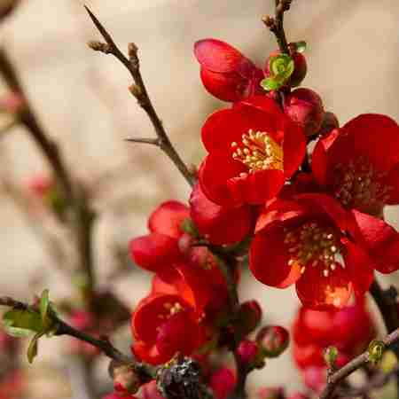 دانلود آهنگ مهدی بنیادی هیوا گلی دانلود آهنگ مهدی بنیادی هیوا گلی